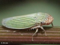 Bermudagrass Leafhopper