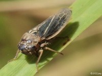 Female Leafhopper