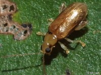 Cypress Leaf Beetle