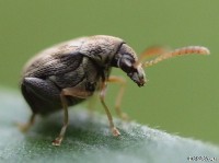 Pea and Bean Weevil