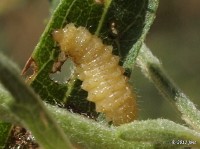 Leaf Beetle Larvae