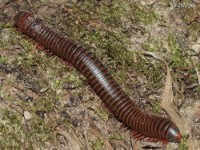 Millipede approx. five inches in length