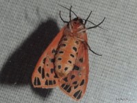 Doris Tiger Moth