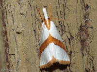 Straight-lined Argyria Moth