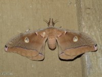 Polyphemus Moth(Antheraea polyphemus) 