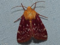Painted Schinia Moth