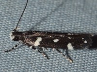 Six-spotted Aroga Moth