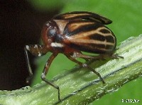 Black Leaf-Leg Planthopper