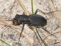 Rounded-thorax Tiger Beetle