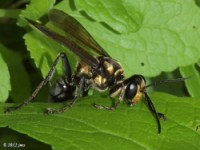 Golden-reigned Wasp