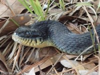 Yellow-Bellied Water Snake