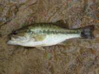 Spotted Black Bass