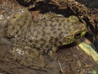 Juvenile American Bullfrog