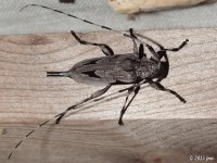 Lesser Pine Borer Beetle
