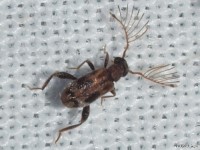 Ant-like Leaf Beetle