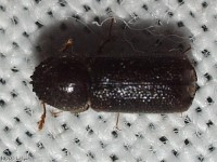 Horned Powder-post Beetle