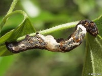 Moonseed Moth Caterpillar