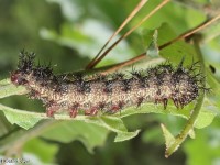 Probable Buck Moth Caterpillar
