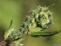 Ragweed Flower Moth Caterpillar