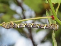 Woolly Gray Moth Caterpillar
