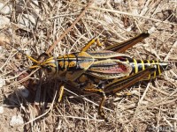 Adult Eastern Lubber Grasshopper
