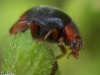 Scymnus sp. Lady Beetle