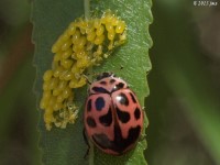 Ladybug feeding on Leaf Beetle Eggs