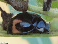 Neoharmonia venusta venusta Lady Beetle