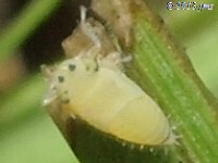 Graminella sp. Leafhopper Nymph