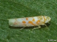 Dikrella sp. Leafhopper