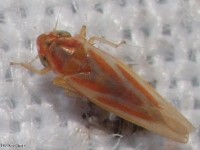 Erythridula rufostigmosa Leafhopper