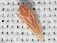 Erythridula sp. Leafhopper