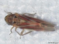 Neozygina sp. Leafhopper