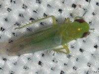 Empoasca sp. Leafhopper