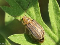 Ophraella Species Leaf Beetle