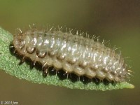 Ophraella Species Leaf Beetle Larvae