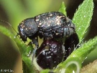 Pachybrachis sp. Leaf Beetle