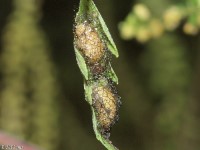 Ophraella sp. Larvae