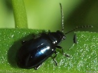 Altica sp. Flea Beetle