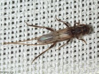 Methia sp. Long-horned Beetle