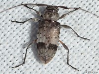 Flat-faced Long-horned Beetle