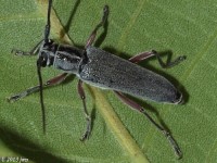 Hickory Saperda Long-horned Beetle