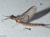 Common Burrower Mayfly