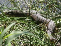 Possible Mississippi Green Watersnake