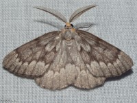 Pine Conelet Looper Moth