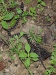 Juvenile Plain or Yellow Bellied Water Snake