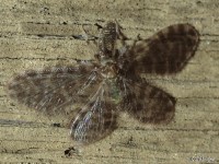 Pleasing Lacewing