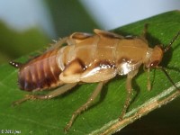 Large Roach Nymph