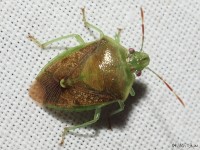 Banasa sp. Stink Bug