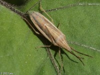 Narrow Stink Bug